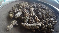 Green beans kopi luwak alami Cisadon