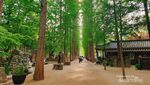 Nami Island Bukan Hanya Soal Winter Sonata