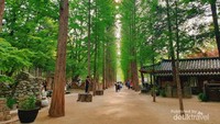 Pohon berjejer yang menjadi khas Pulau Nami