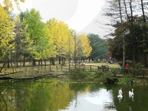 Namisun, Pulau Pemikat Hati dari Korsel