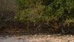 Namo, Satu Lagi Pantai Berpasir Pink di Komodo