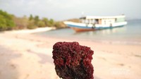 Karang berwarna merah yang telah mati