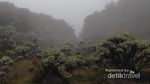 Napak Tilas Soe Hok Gie ke Gunung Pangrango