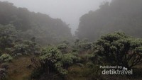 kabut tipispun turun perlahan di lembah kasih, mandalawangi