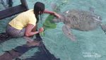 Natuna, Dari Kuburan Keramat Hingga Habitat Penyu