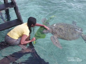 Natuna, Dari Kuburan Keramat Hingga Habitat Penyu