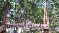 Wisata Rimba Alam, Jelajah Hutan Buatan yang Baru