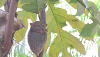Gmeasnya Tarsius, Fauna Belitung yang Mulai Langka