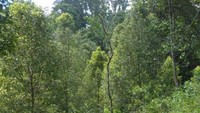 Kebun cengkeh di Negeri Oma-Haruku