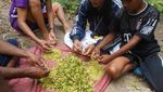Negeri Oma, Penghasil Cengkeh Terbaik di Indonesia