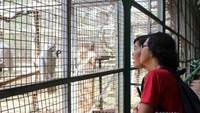 Mengamati burung kakatua yang lucu