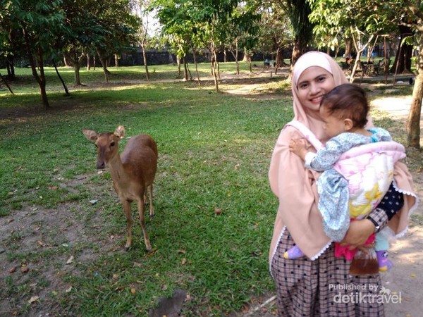 Bercengkerama bersama keluarga dengan hewan-hewan liar yang lucu di Taman Balekambang