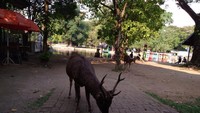 Rusa menjadi salah satu hewan jinak yang dilepasliarkan di Taman Balekambang