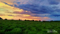 Padang sabana Pulau Kenawa sangat mengagumkan