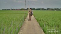 Jalan menuju candi dari area gedung pengelola dan musium