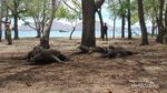 Ngeri! Begini Ganasnya Komodo Saat Makan