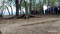 Serombongan Komodo yang tengah makan