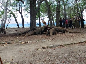 Ngeri! Begini Ganasnya Komodo Saat Makan