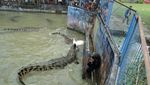Ngeri! Menonton Buaya Ngamuk di Bangka