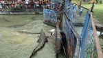 Ngeri! Menonton Buaya Ngamuk di Bangka
