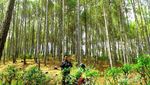 Nggak Cuma Bantul, Trenggalek Juga Punya Hutan Pinus Fotogenik!