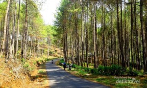 Nggak Cuma Bantul, Trenggalek Juga Punya Hutan Pinus Fotogenik!
