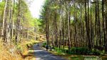 Nggak Cuma Bantul, Trenggalek Juga Punya Hutan Pinus Fotogenik!