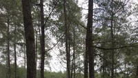 Orchid Forest Cikole