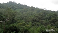 Hijaunya alam Pegunungan Bukit Barisan