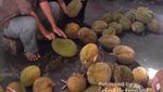 Nikmatnya Santap Duren Sambil Santai di Kulon Progo