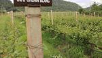 Nikmatnya Wine Asli Buatan Thailand