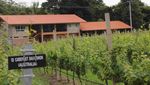 Nikmatnya Wine Asli Buatan Thailand