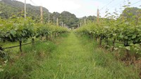 Area perkebunan anggur GranMonte dikelilingi perbukitan (Ichsan/detikHot)
