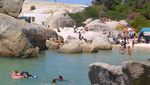 Nongkrong Bareng Ribuan Penguin, Hanya di Pantai Ini