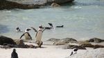 Nongkrong Bareng Ribuan Penguin, Hanya di Pantai Ini