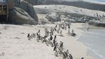 Nongkrong Bareng Ribuan Penguin, Hanya di Pantai Ini