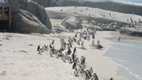 Barisan penguin-penguin ini yang lucu ini megundang decak kagum wisatawan (bestsingletravel.com)