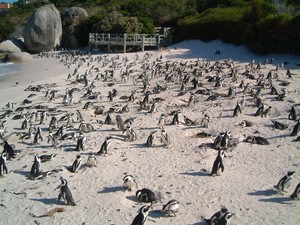 Nongkrong Bareng Ribuan Penguin, Hanya di Pantai Ini