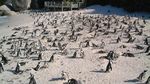 Nongkrong Bareng Ribuan Penguin, Hanya di Pantai Ini
