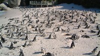 Lihatlah, tingkah laku penguin-penguin di Boulders Beach ini sangat menggemaskan (he.wikipedia.org)