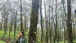 NTT Juga Punya Hutan Pinus Instagramable