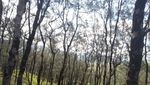 NTT Juga Punya Hutan Pinus Instagramable