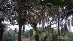 Nu Art Sculpture Park, Galeri Seni yang Menyatu dengan Taman