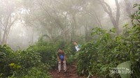 Jalur pendakian menembus hutan tropis