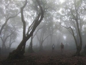 Nuansa Kabut Misterius di Gunung Manglayang, Bandung