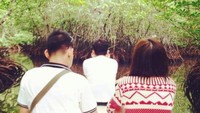 Mangrove Cove