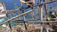 Salah satu Monyet yang berkeliaran di Nusa Penida Island