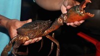 Penampakan karaka dengan capit raksasanya