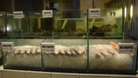 Berbagai jenis ikan dan aneka seafood yang masih segar  (Faela Shafa/detikTravel)