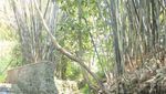 Oase Seperti di Padang pasir Ini Ada di Yogyakarta